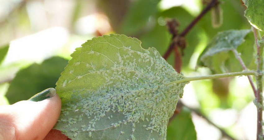 Попелиця на абрикосі Попелиця на абрикосі