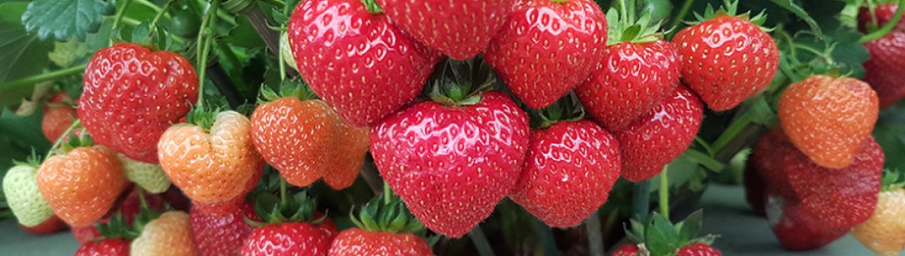 Особливості вирощування та характеристика сорти полуниці Мальвіна