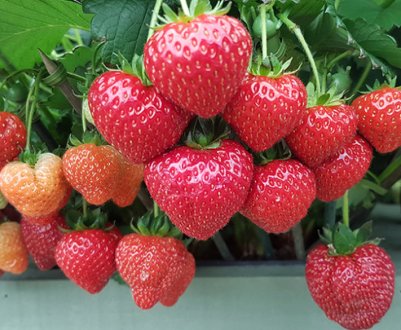 Особливості вирощування та характеристика сорти полуниці Мальвіна