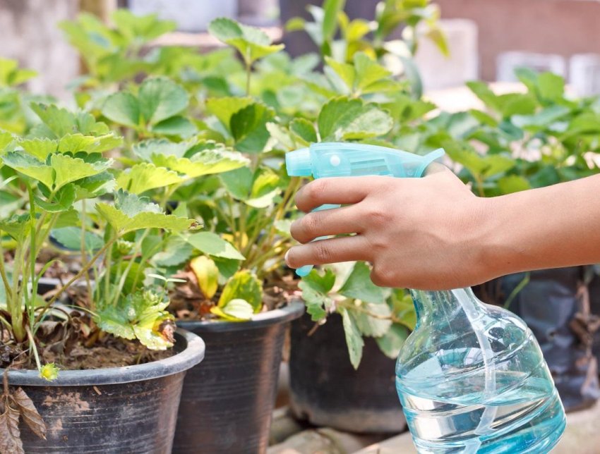 Обробка полуниці Обробка полуниці