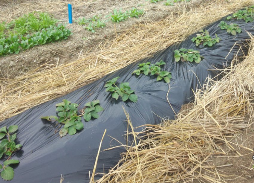 Укриття полуниць на зиму Укриття полуниць на зиму