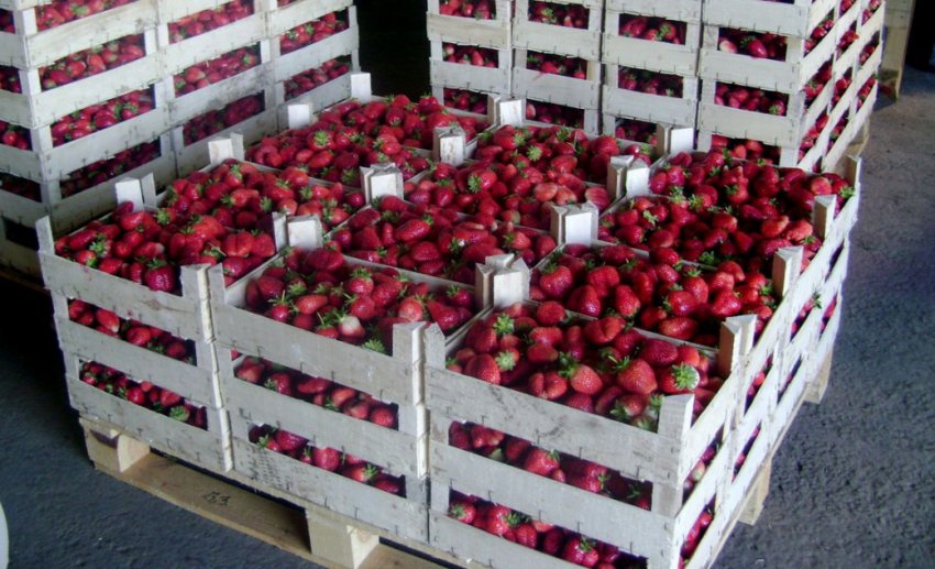 Транспортування полуниці Транспортування полуниці