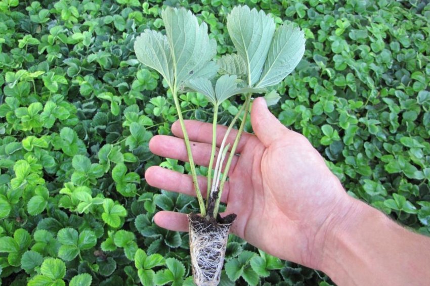 Однорічний саджанець полуниці Однорічний саджанець полуниці