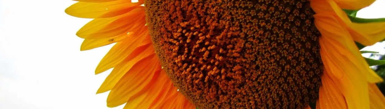 Посівна кампанія у Вінницькій області призупинено через похолодання