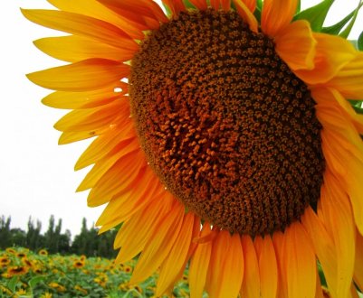 Посівна кампанія у Вінницькій області призупинено через похолодання