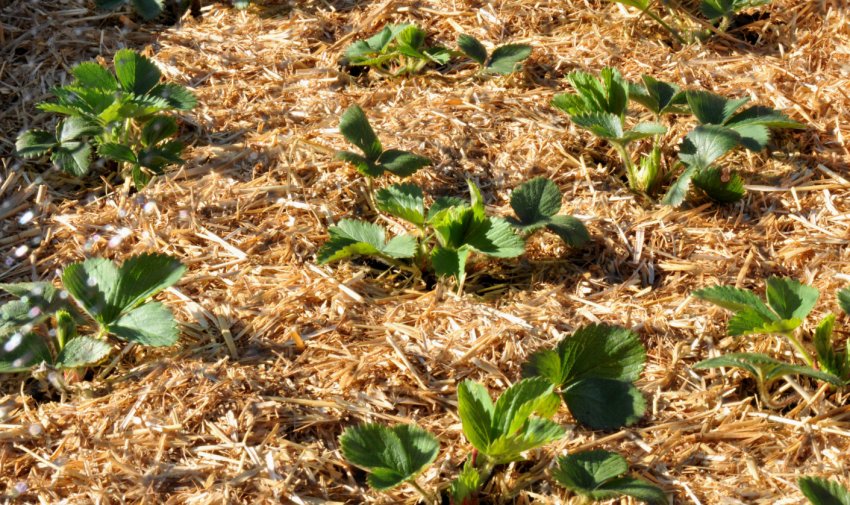 Мульчування кущів полуниці Мульчування кущів полуниці