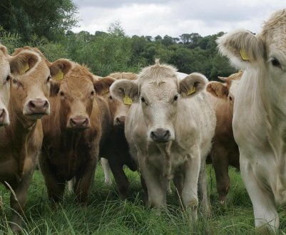 Чума, лейкоз і ящур виснажили «матеріальний імунітет» російського тваринництва