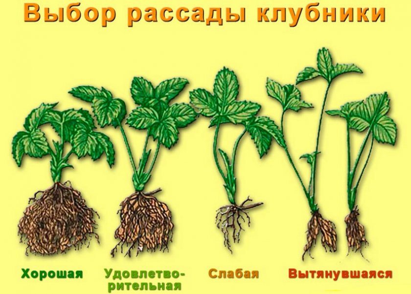 Выбор рассады клубники Выбор рассады клубники