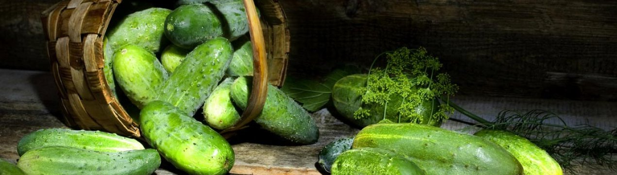 Сімейні господарства Закарпаття розпочали збір тепличних огірків