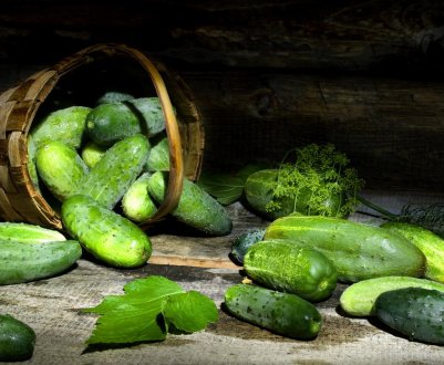 Сімейні господарства Закарпаття розпочали збір тепличних огірків