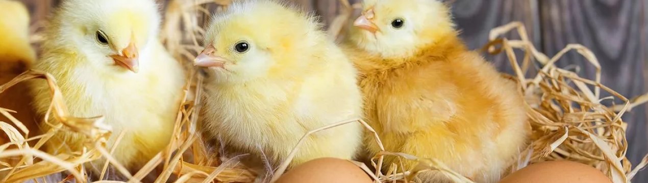 Кемеровські птахівники роздають курчат в хороші руки