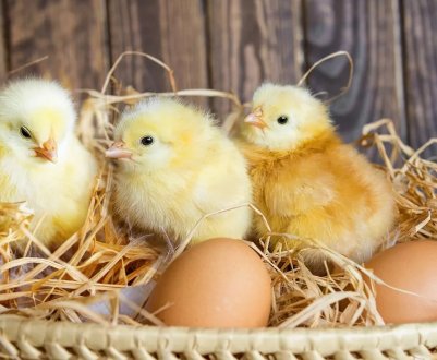 Кемеровські птахівники роздають курчат в хороші руки 