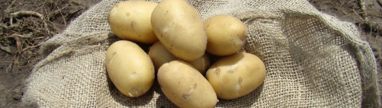Картофель Журавинка Фото Отзывы