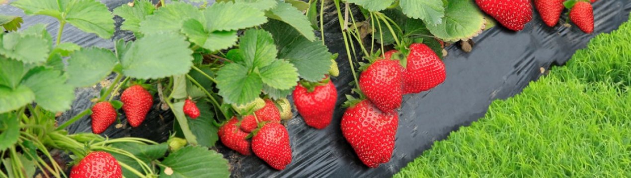 Сорт клубники вита рима. . Сорт клубники вита рима фото. Сорт клубники вита рима-. картинка Сорт клубники вита рима. картинка . Вима Рина — ремонтантный сорт земляники садовой (клубники) универсального назначения использования. Был выведен специалистами голландской фирмы Vissers Aardbeiplanten B. V. В 2007-ом году, спустя 2 года после подачи заявки, был включен в госреестр селекционных достижений РФ с допуском к выращиванию во всех регионах страны. Разновидность принадлежит к группе сортов Вима, в которой находятся такие популярные экземпляры, как Кимберли, Занта, Ксима и другие. Слово «Вима» в названии уже воспринимается как марка качества, и неспроста. Наша героиня отличается крупноплодностью, хорошим вкусом ягод, весьма высокой урожайностью, прекрасной засухоустойчивостью, жаро- и зимостойкостью. Привлекательна как для фермера, так и для обычного дачника. Благодаря ремонтантным свойствам, клубника может плодоносить круглый год на высоком уровне. Рекомендуется для выращивания в закрытом грунте, но и в открытом показывает отличные результаты. Вима Рина подходит для культивирования в самых разнообразных климатических широтах.