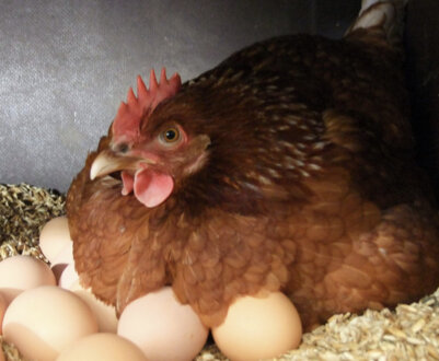 Кури м'ясо-яєчного напрямку