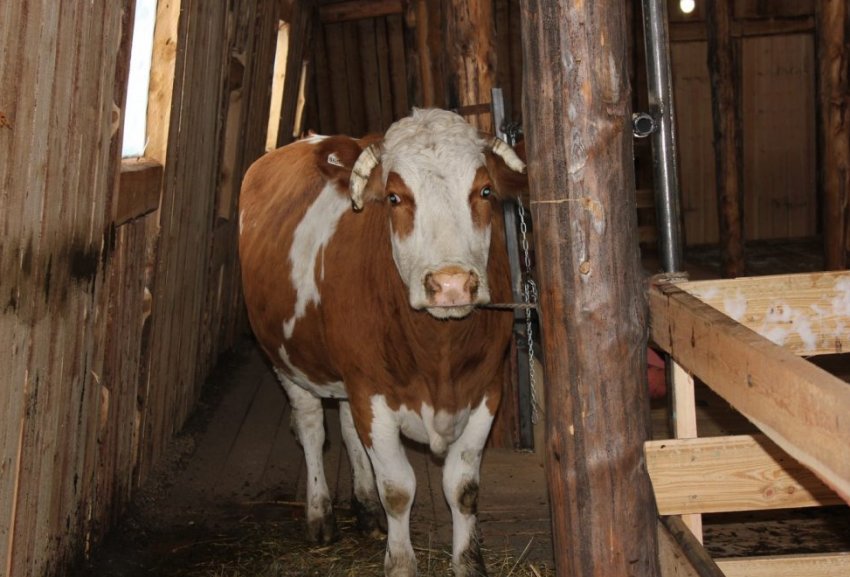 Корова Корова