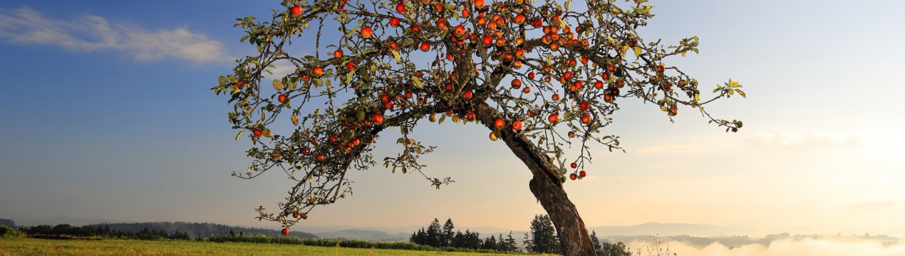 Тривалість життя дерева яблуні