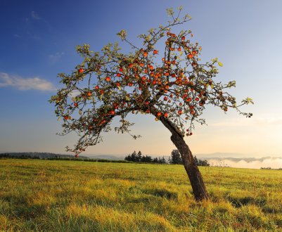 Тривалість життя дерева яблуні