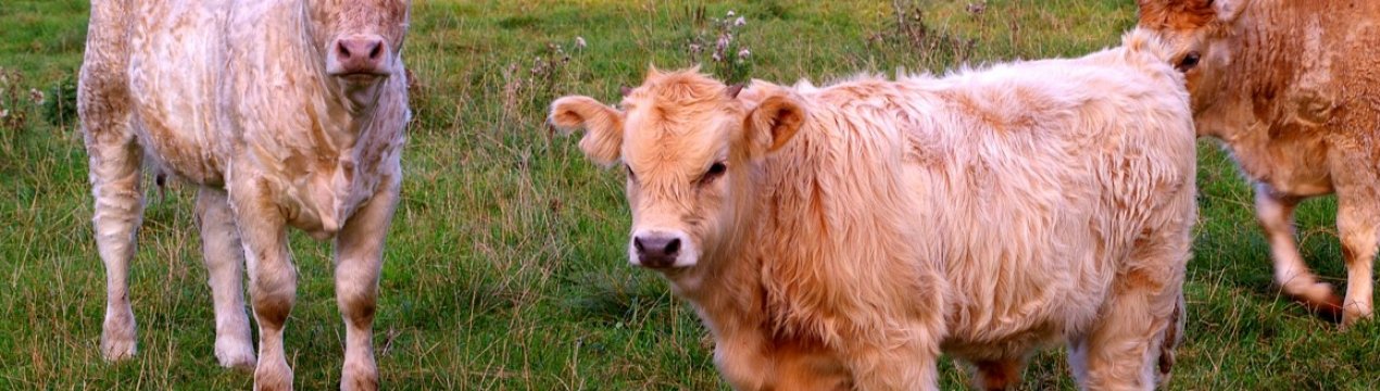 У США розроблено технологію моніторингу худоби
