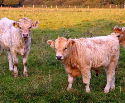 У США розроблено технологію моніторингу худоби
