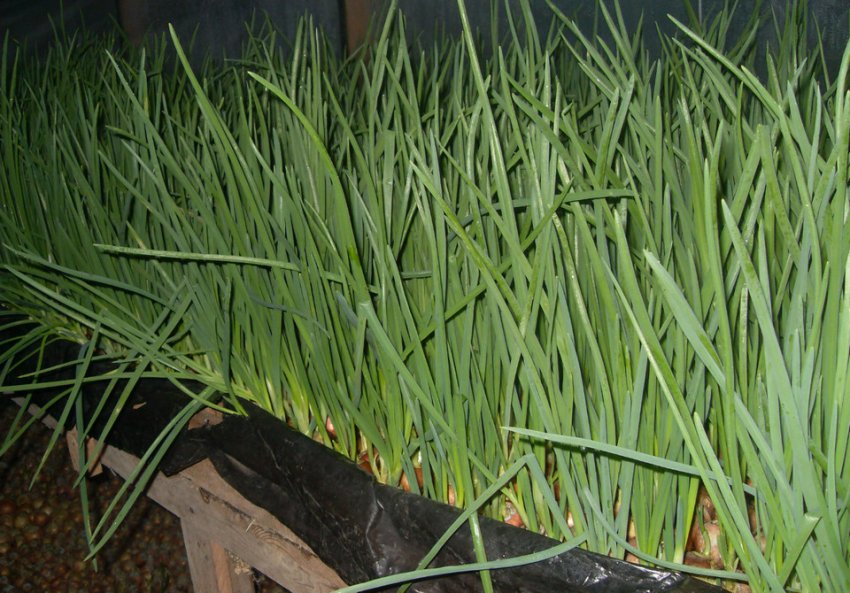 Вирощування цибулі на перо Вирощування цибулі на перо