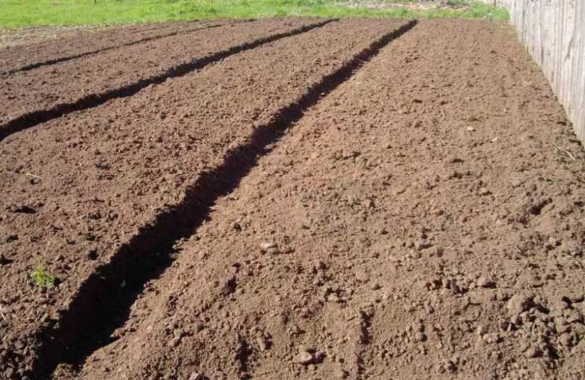 Чем обработать почву после. Подготовка земли к посадке. Подготовка почвы к посадке. Участок под картофель. Картошка на грядке.