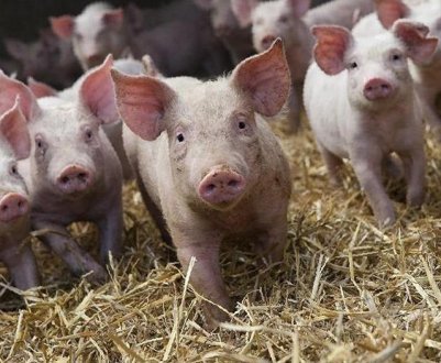 Ландрас - порода свиней: опис, особливості утримання та годівлі