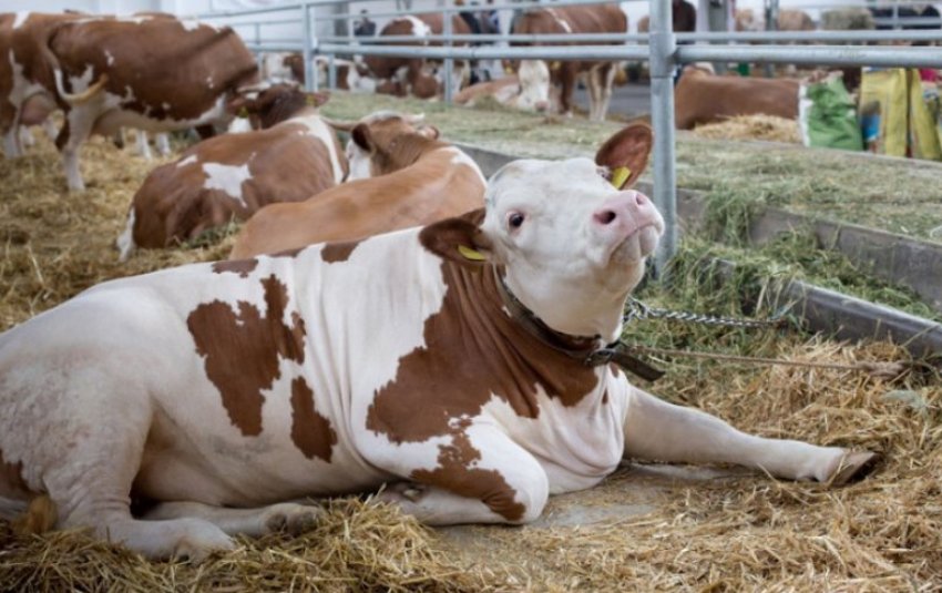 Пологовий парез Пологовий парез