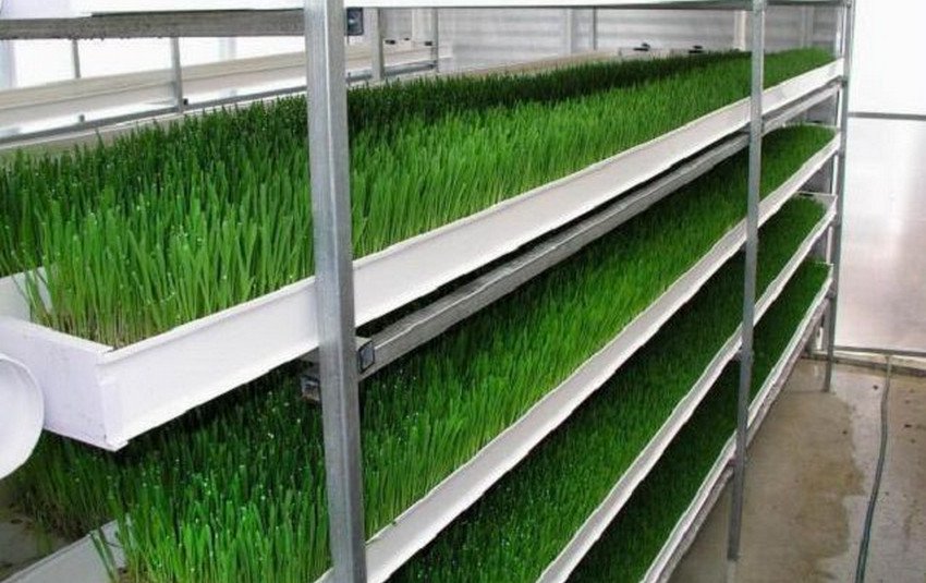 Стелажі для цибулі Стелажі для цибулі