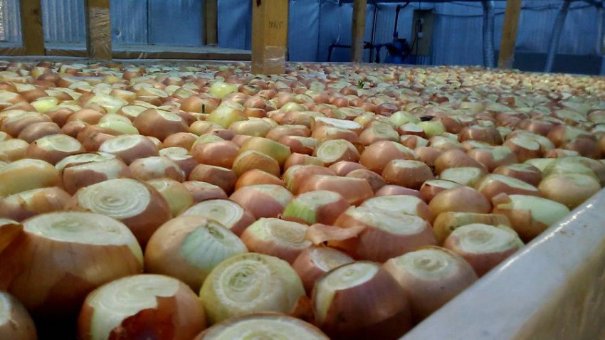 Підготовка до посадки цибулі Підготовка до посадки цибулі