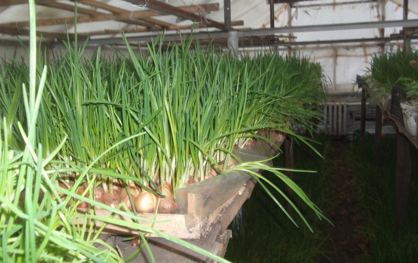 Вигонка лука в підвалі Вигонка лука в підвалі