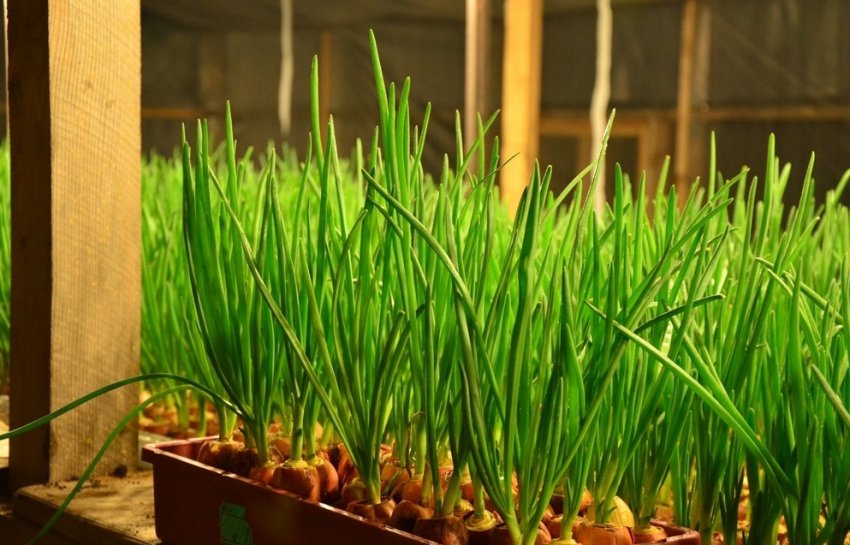 Застосування підсвічування для вигонки цибулі Застосування підсвічування для вигонки цибулі