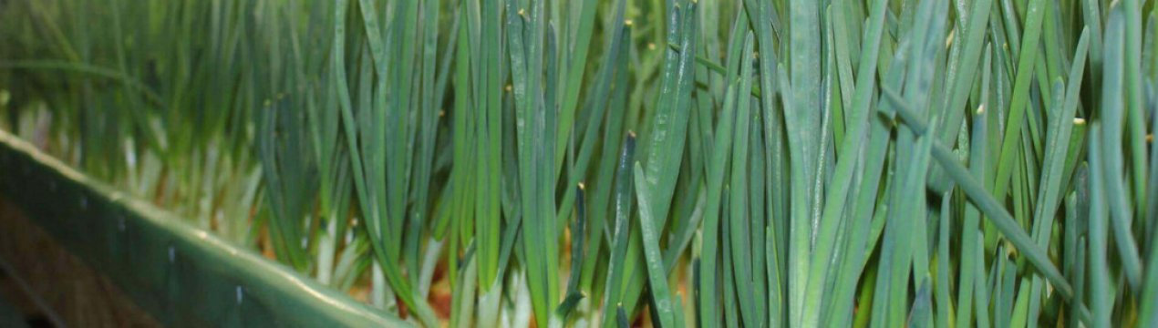 Як правильно виростити зелену цибулю в підвалі