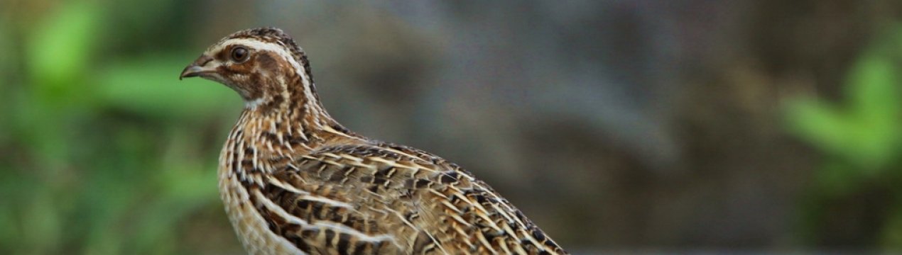 Як зробити поїлки для перепілок своїми руками