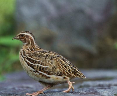 Як зробити поїлки для перепілок своїми руками