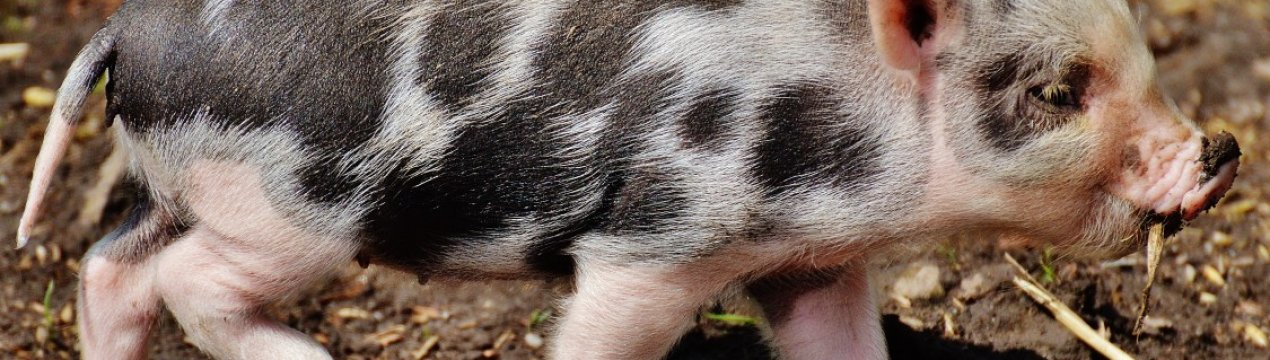 У Британії плани по зведенню будівлі для утримання тисячі свиней викликали бурхливий протест місцевих жителів