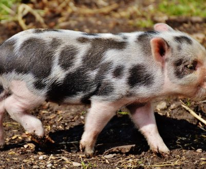 У Британії плани по зведенню будівлі для утримання тисячі свиней викликали бурхливий протест місцевих жителів