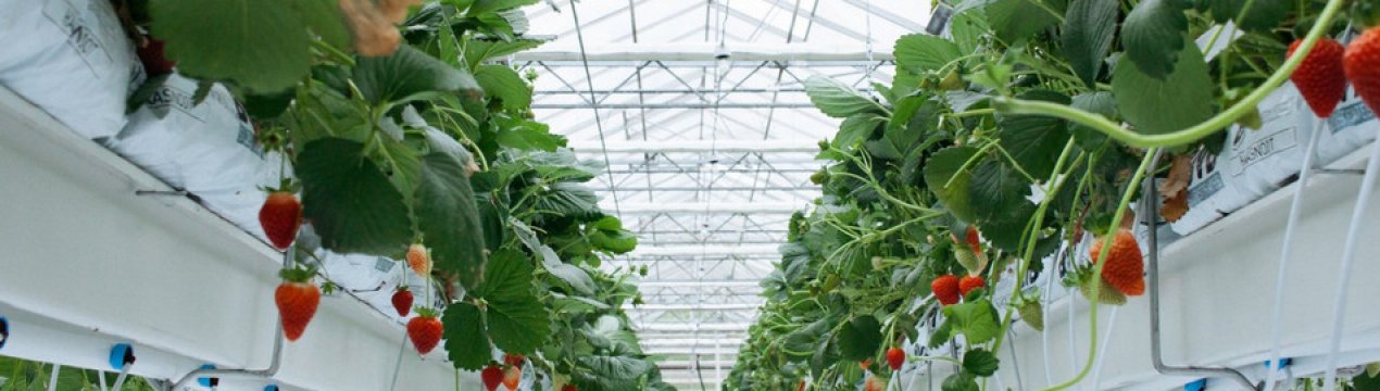 Теплица для выращивания клубники круглый год своими руками. . Теплица для выращивания клубники круглый год своими руками фото. Теплица для выращивания клубники круглый год своими руками-. картинка Теплица для выращивания клубники круглый год своими руками. картинка . Добавить в избранное