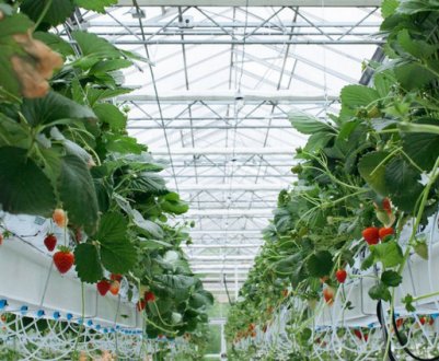 Особливості вирощування суниці в теплицях круглий рік