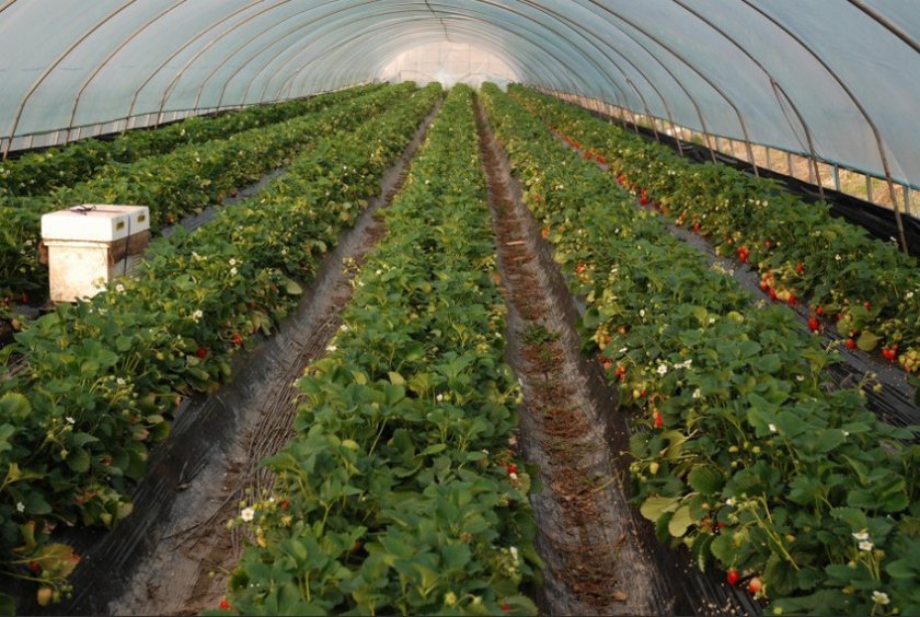 Как правильно выращивать клубнику в теплице круглый год?