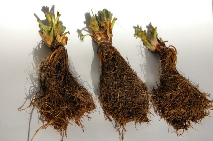 Как выращивать в теплице из поликарбоната клубнику?