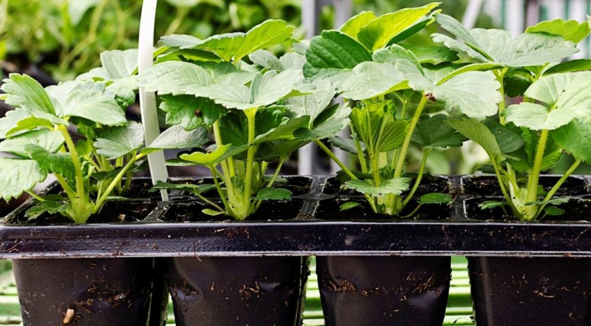 Как выращивать в теплице из поликарбоната клубнику?