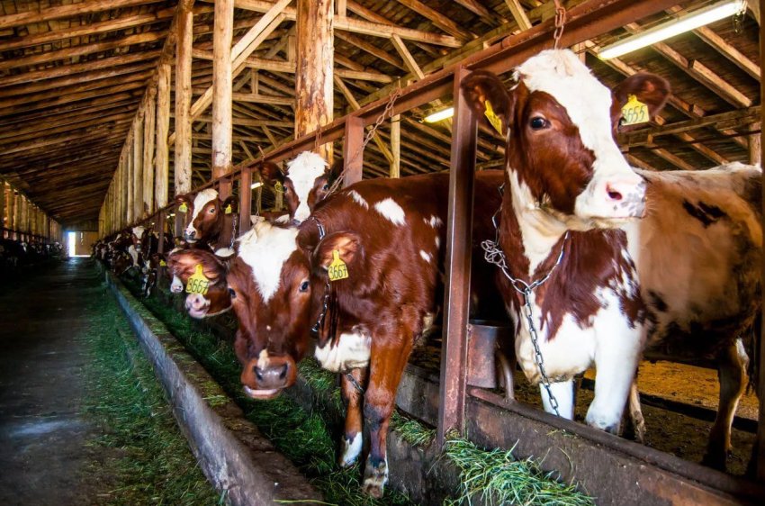 Корови Корови