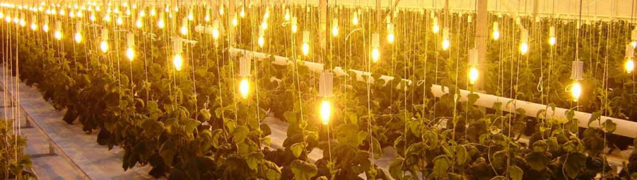 Вибираємо натрієві лампи для теплиці