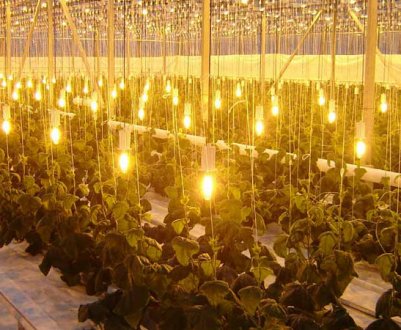 Вибираємо натрієві лампи для теплиці