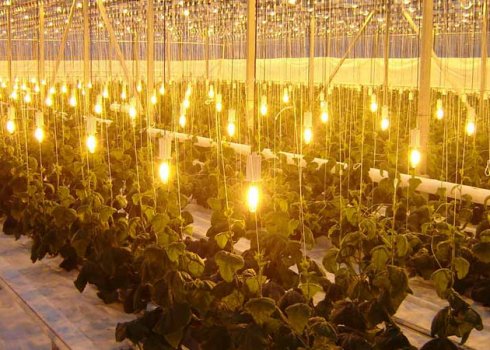 Вибираємо натрієві лампи для теплиці