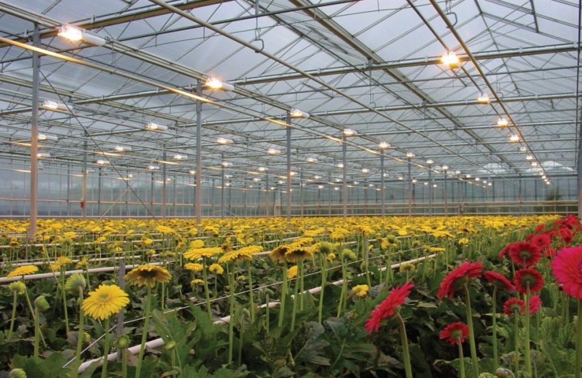 Натрієві лампи для теплиць Натрієві лампи для теплиць