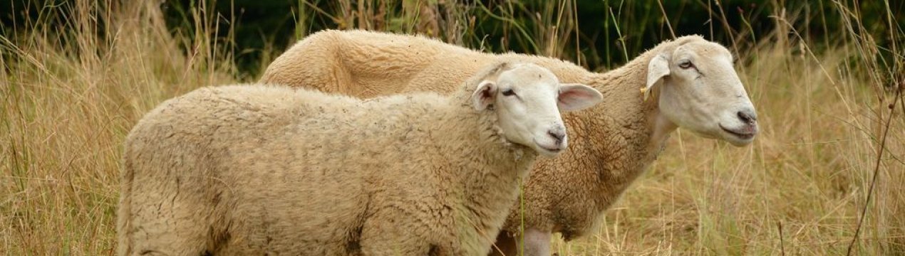 Ірландський фермер звинувачений у смерті овець від голоду