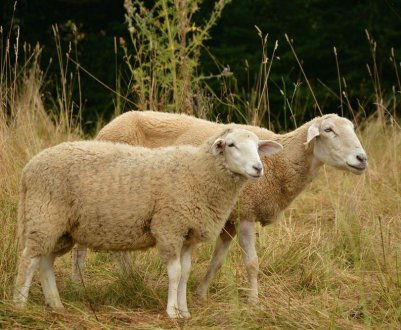 Ірландський фермер звинувачений у смерті овець від голоду