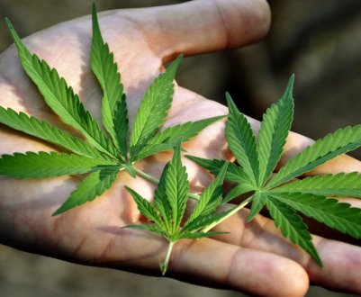 Німеччина почне вирощування канабісу